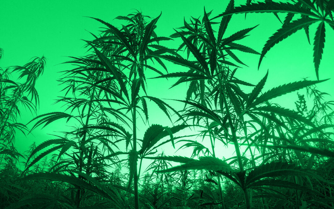 Cannabis-Legalisierung: Die Eckpunkte stehen fest